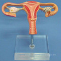 Modelo de anatomía del útero natural humano para la enseñanza médica (R110218)
